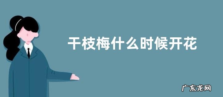 干枝梅什么时候开花