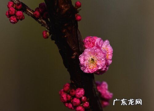 干枝梅什么时候开花
