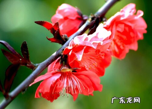 干枝梅什么时候开花