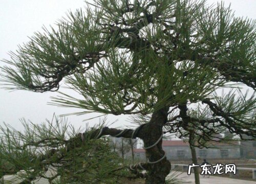 黑松什么时候换盆合适