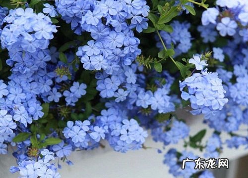 芳香爬藤花卉有哪些