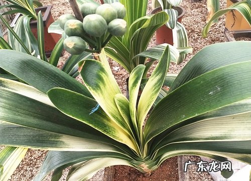 好养的水培植物有哪些