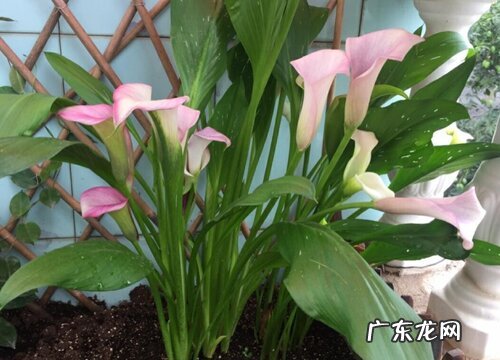 好养的水培植物有哪些