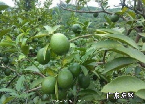 柠檬有多少品种