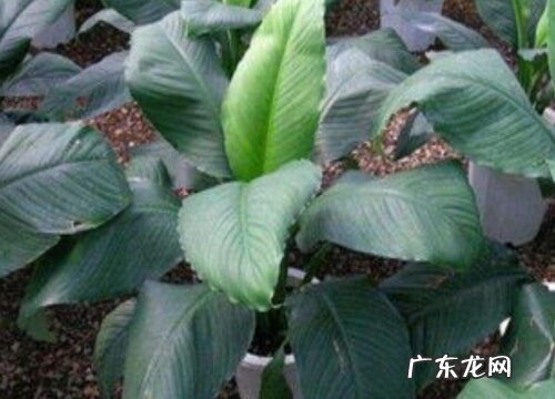 绿巨人开花吗 开花什么样子