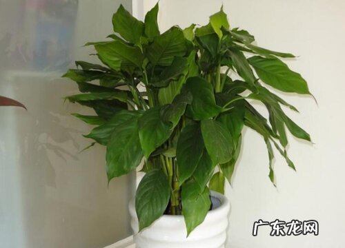 绿巨人开花吗 开花什么样子