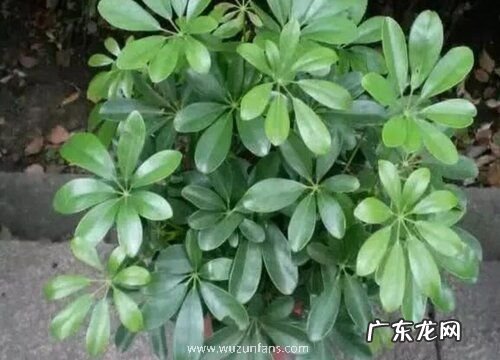 鹅掌木开花吗 开花什么样子