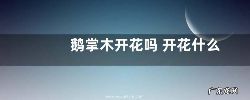 鹅掌木开花吗 开花什么样子