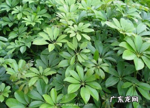 鹅掌木开花吗 开花什么样子