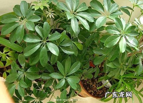 鹅掌木开花吗 开花什么样子