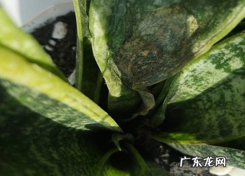 虎皮兰适合在室内养吗