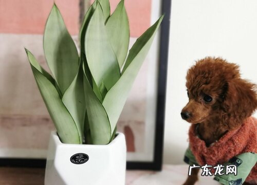 虎皮兰适合在室内养吗