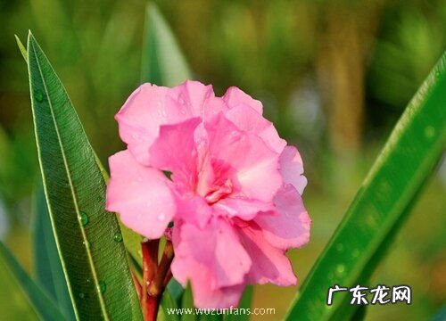 有毒植物有哪些