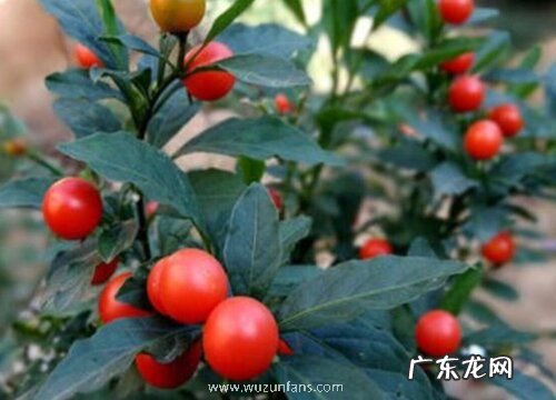 有毒植物有哪些