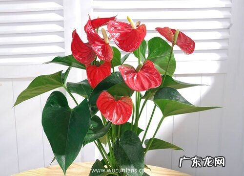 有毒植物有哪些