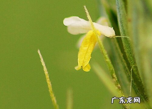 小麦花是什么颜色的