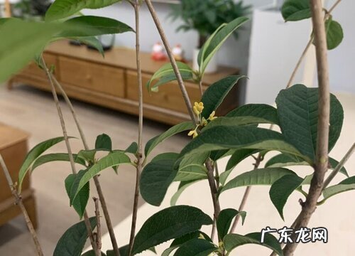 桂花树喜水吗