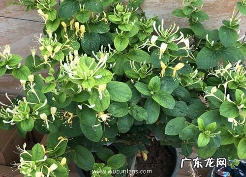 金银花生长条件和特性
