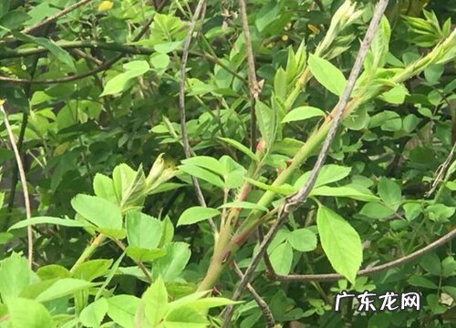 刺苔是什么植物