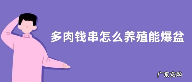 多肉钱串怎么养殖能爆盆