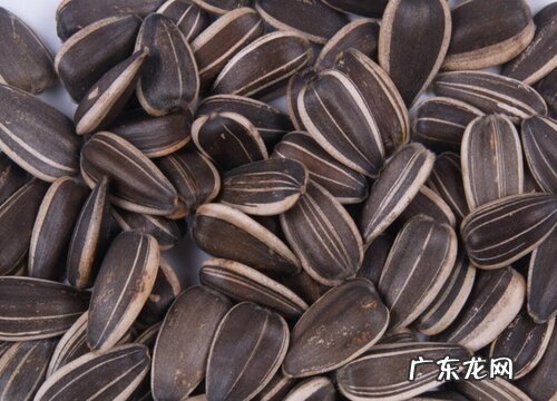 葵花籽是果实吗