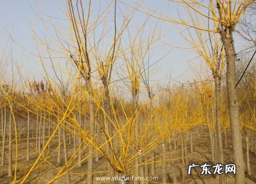 金枝槐开花吗 开花什么样子