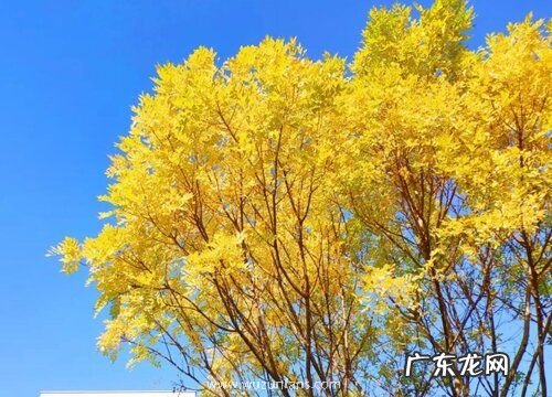 金枝槐开花吗 开花什么样子