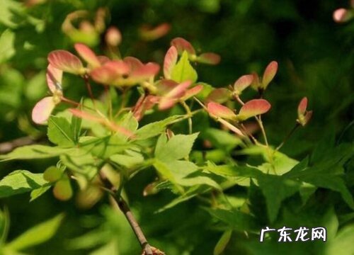 枫叶开花吗 开花什么样子