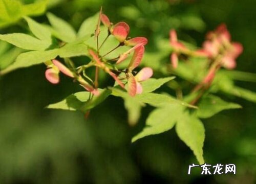 枫叶开花吗 开花什么样子
