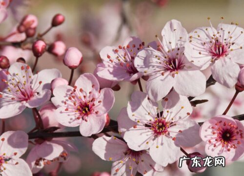 梅花花语及代表意义