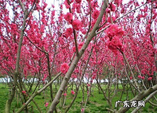 梅花花语及代表意义