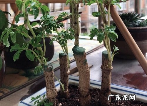 福禄桐开花吗 开花什么样子