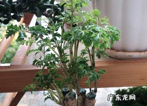 福禄桐开花吗 开花什么样子