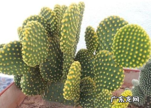 金毛掌开花吗 开花什么样子