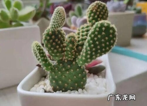 金毛掌开花吗 开花什么样子