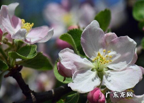 红富士苹果花是什么颜色的