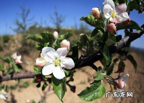 红富士苹果花是什么颜色的