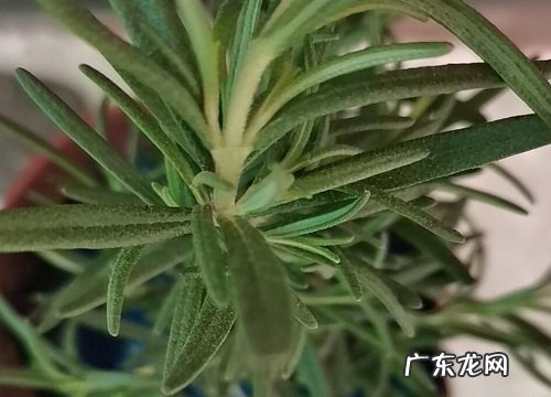 防蚊子的植物有哪些