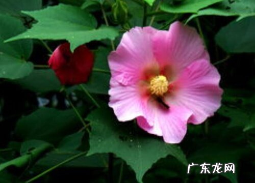 芙蓉花花语及代表意义