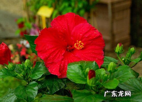 芙蓉花花语及代表意义
