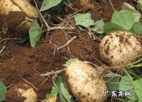 根茎类植物有哪些