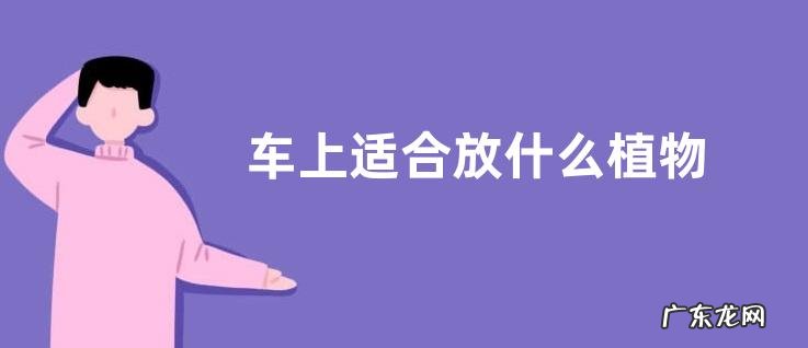 车上适合放什么植物