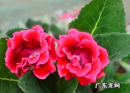 大岩桐花语及代表意义