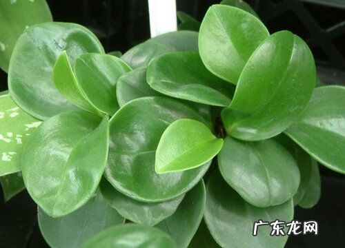 圆叶椒草开花吗 开花什么样子