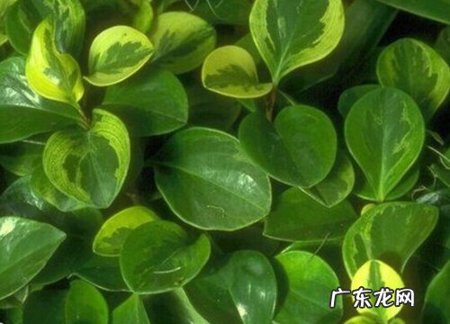 圆叶椒草开花吗 开花什么样子