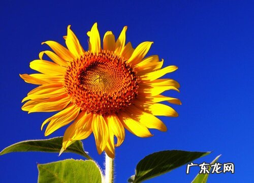 向日葵多久浇一次水