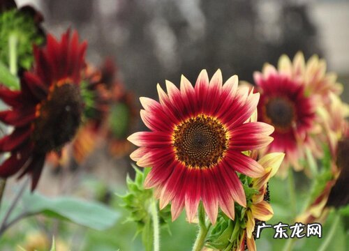 向日葵多久浇一次水