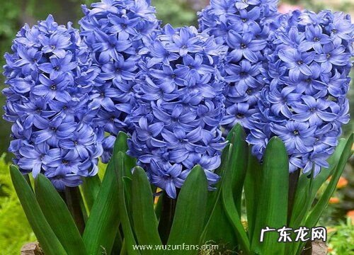 风信子喜阴还是喜阳光的植物