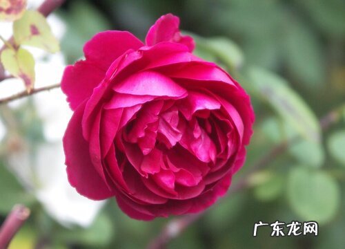 月季花语及代表意义