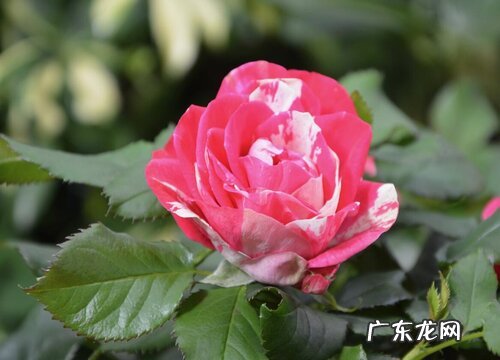月季花语及代表意义